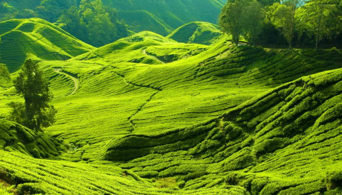 đồi chè đẹp
