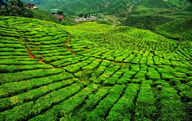 đồi chè xanh