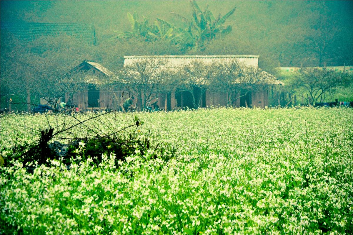 A20 TOUR TẾT: HÀ NỘI – MỘC CHÂU (2 Ngày)