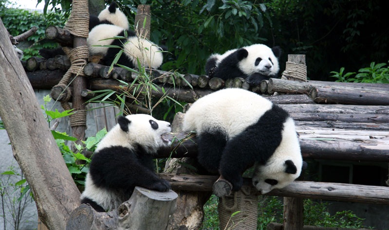 DU LICH TRUNG QUOC: Vuon Gau Truc
