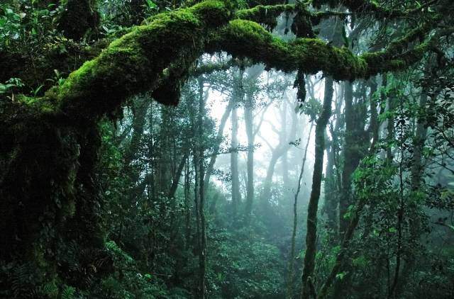 Taman Negara