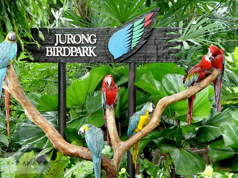du-lich-singapore-vuon-chim-jurong du-lich-singapore-vuon-chim-jurong