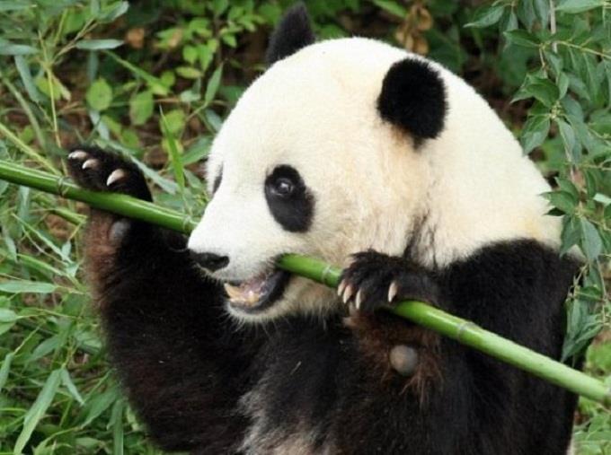 gau-truc gau-truc