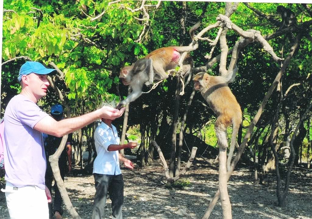 Khỉ vịnh Nha Phu