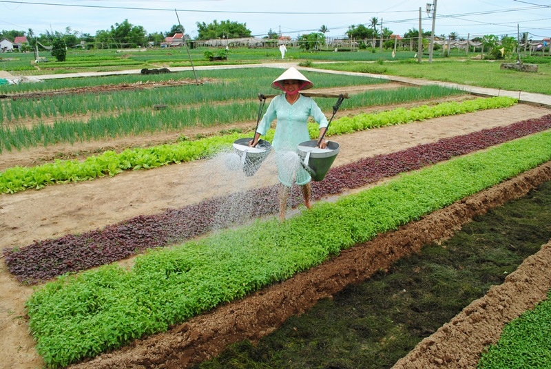 Làng Rau Trà Quế