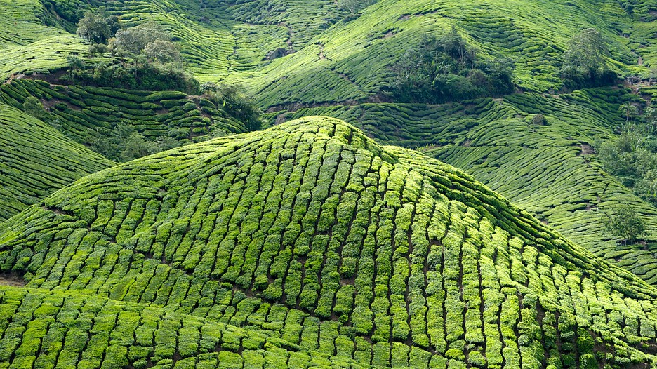 Cameron Highlands