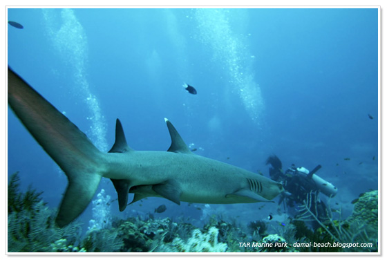 du-lich-malaysia-tunku-abdul-rahman-marine-park-malaysia.jpg du-lich-malaysia-tunku-abdul-rahman-marine-park-malaysia.jpg