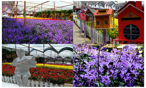 lavender-garden-du-lich-malaysia lavender-garden-du-lich-malaysia