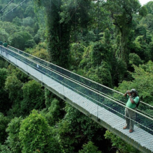 Cầu treo Tree Top Walk